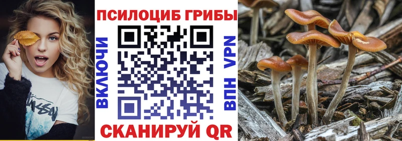 Купить  Заозёрск  Псилоцибиновые грибы мицелий 